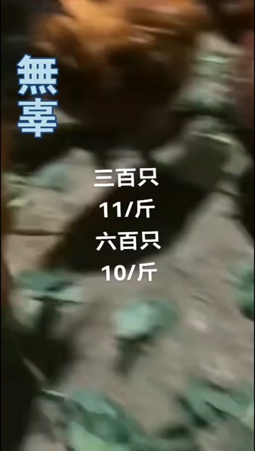 南京草公鸡均重4斤半
