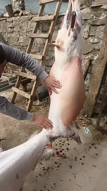湟源县羊肉