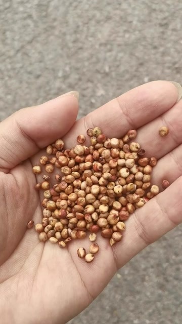 重庆市酿酒原材料糯高粱
