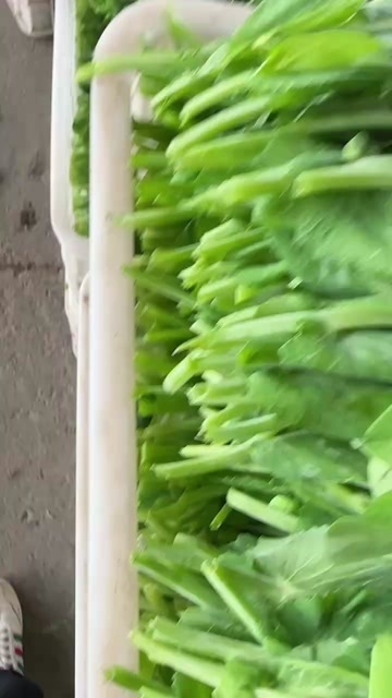 博罗县广东惠州市博罗县新鲜豌豆荚蔬菜