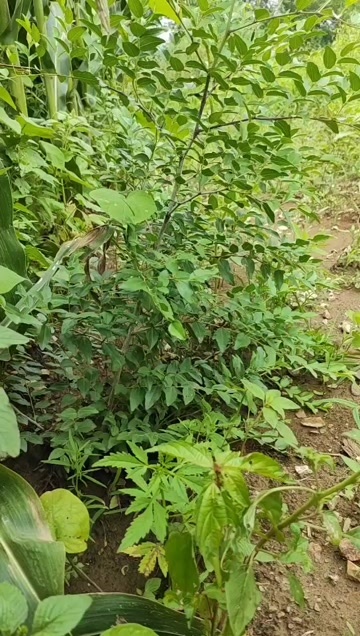 凌源市药用酸枣苗