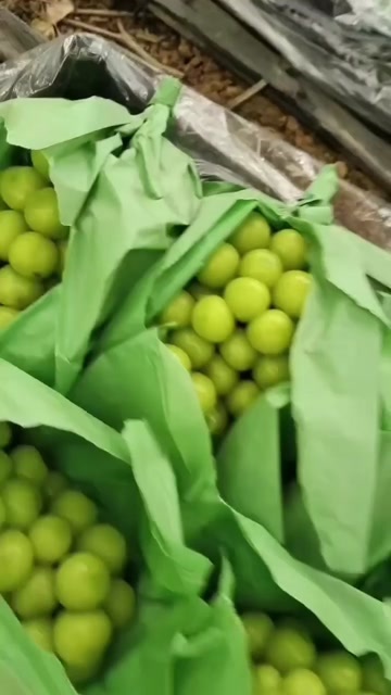 饶阳县阳光玫瑰