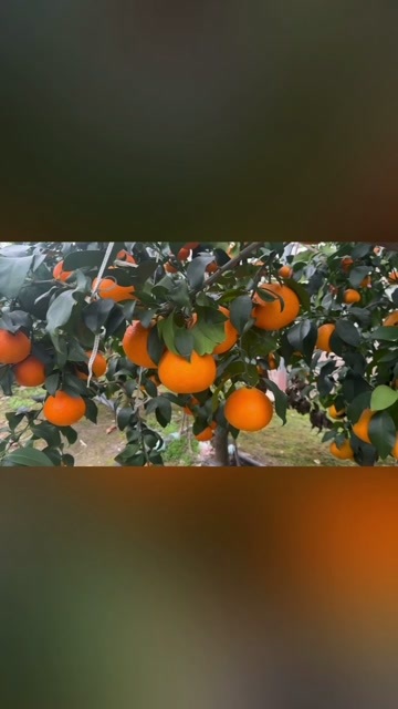 象山县红美人