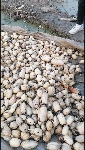 济宁山东济宁新鲜莲藕鄂莲6号水生蔬菜批发供货