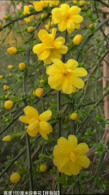 沭阳县高度100厘米迎春