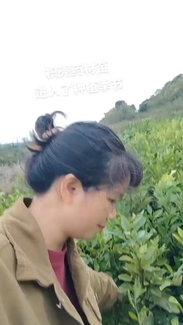 樟树市枳壳苗嫁接苗，江西地道药材