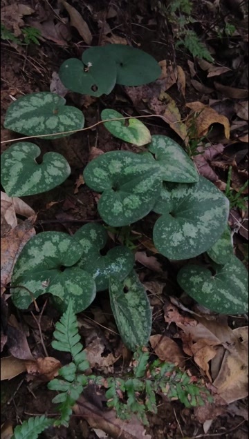 缙云县细辛 山里细辛 味足 现挖鲜货 非种植