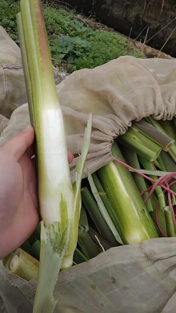 衢州电商茭白，持续有量供应，诚招合作伙伴