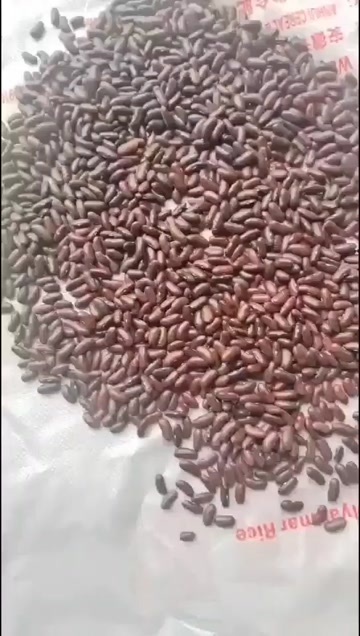 瑞丽市红腰豆