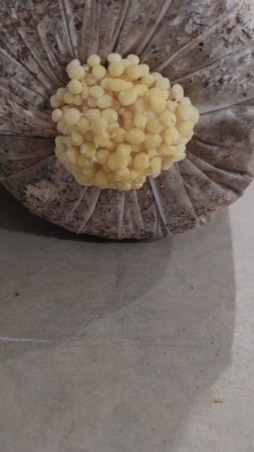 吉安黄蘑