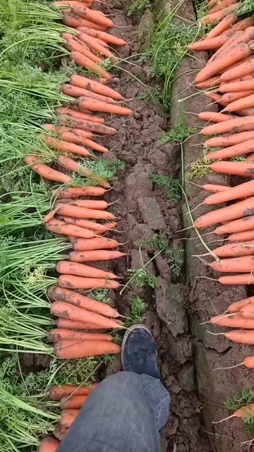 通许县红罗卜
