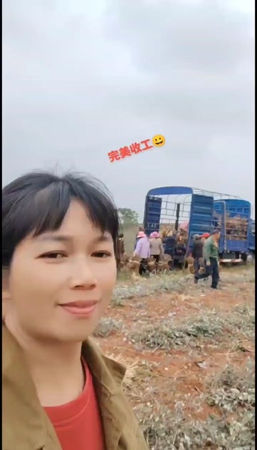 单叶蔓荆子苗