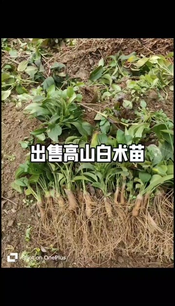缙云县出售白术苗