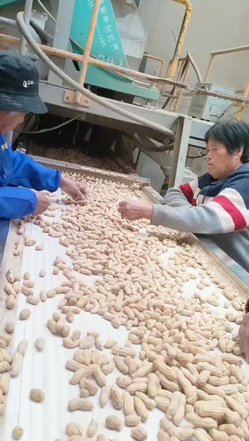 石家庄出售精选黑花生果