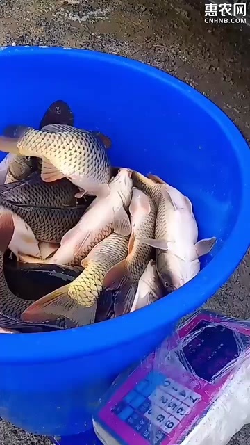 湘阴县鲤鱼，各种规格大小鲤鱼，一手货源，保证质量，