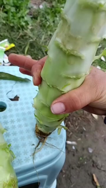 宿州红叶香莴笋     青叶莴笋