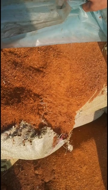 建平县沙棘果皮