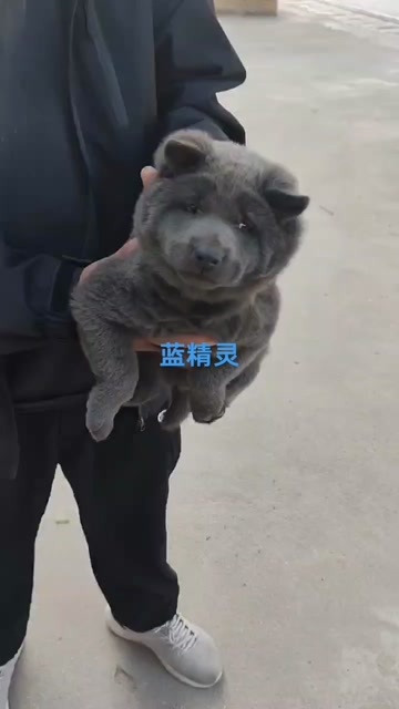 贺州蓝精灵
