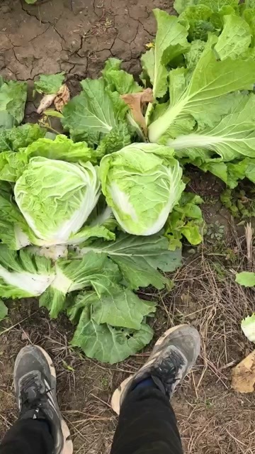 隆尧县包头白菜