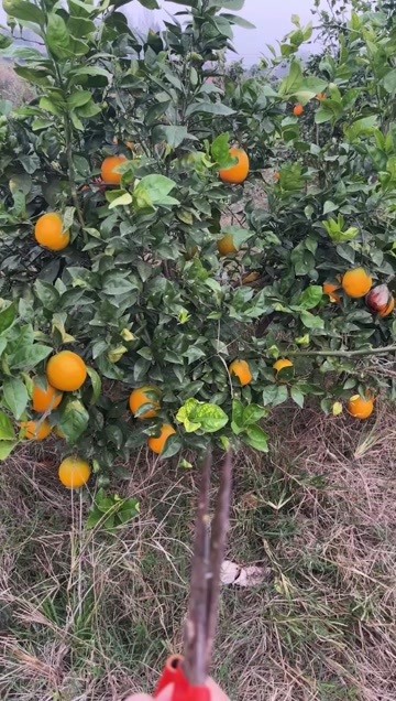 澧县柳荷儿橙