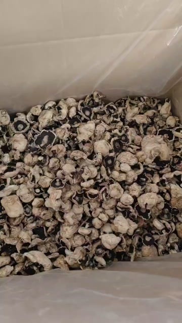 颍上县双孢菇干