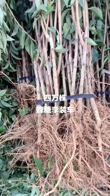 南阳李子