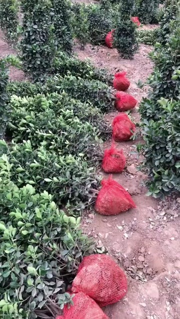 洛阳黄杨柱