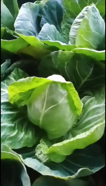 莒南县牛心甘蓝