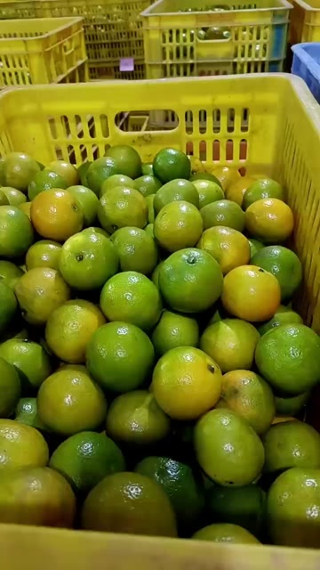 仁化县广东省丹霞山皇帝柑