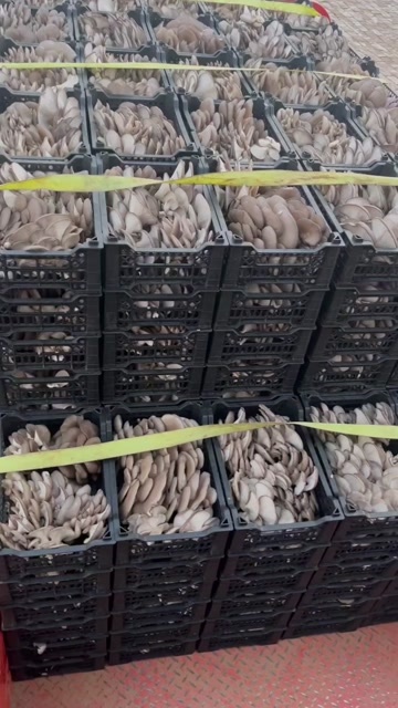 聊城大量批发蘑菇