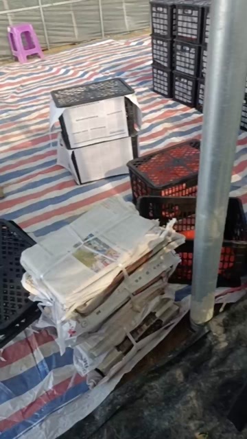 田东县大红西红柿