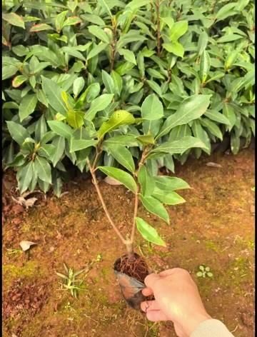 宜良县法国冬青，小杯法国冬青大量有货