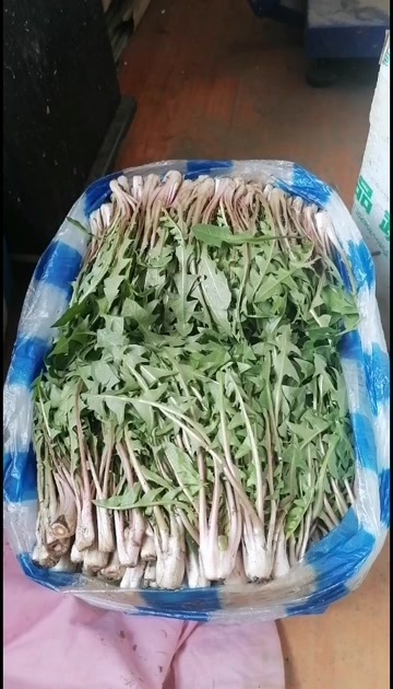 开原市蒲公英菜