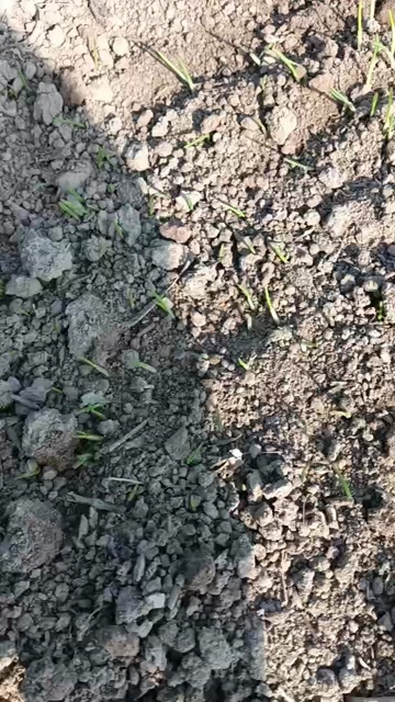 1700亩耕地，带麦流转，价格便宜个
