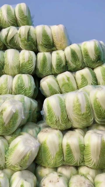 天门市大白菜
