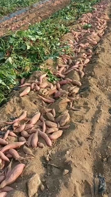 安丘市山东潍坊安丘柘山烟薯25
