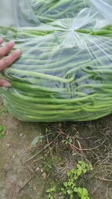 绵竹市精品二荆条 大量有货
