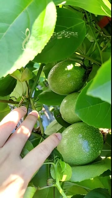 漳平市芭乐黄金百香果  芭乐味黄金百香果大量现货供应