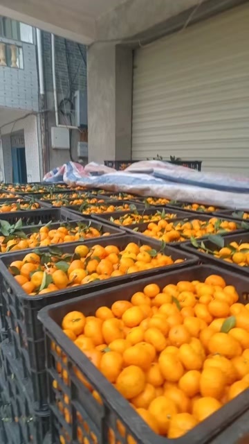 南丰县江西南丰密桔皮溥肉嫩，香甜可口价格有需要的老板可联系我