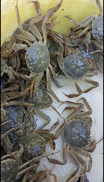 芜湖大闸蟹