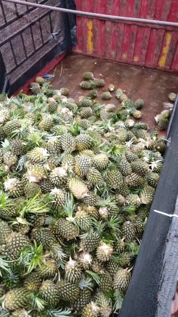 徐闻县徐闻菠萝大量上市