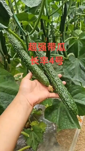 寿光市连续拉瓜多，瓜条好，瓜条不变，抗性非常全面，产量高