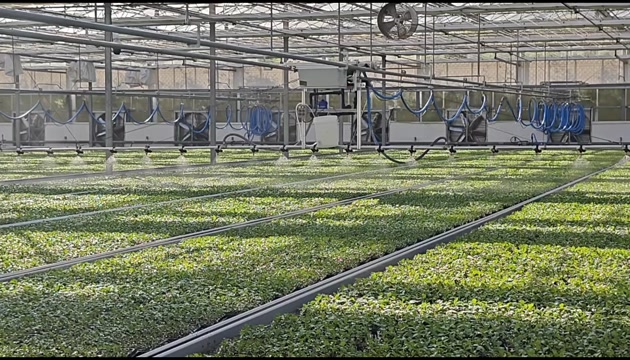 育苗（代育甘蓝、冬瓜、西瓜、黄瓜、茄子、辣椒、番茄等）