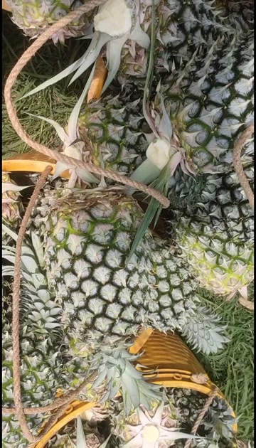 徐闻县徐闻菠萝已经开始上市    欢迎全国各地老板前来咨询
