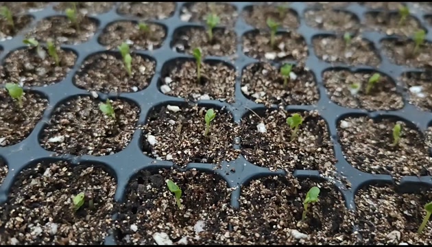 育苗（代育甘蓝、冬瓜、西瓜、黄瓜、茄子、辣椒、番茄等）