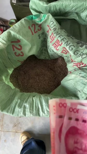 2024年新 地胆头种子