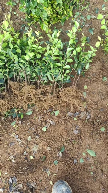 茶梅苗茶梅球绿化工程苗地被苗湖南苗木基地大量供应价格实惠