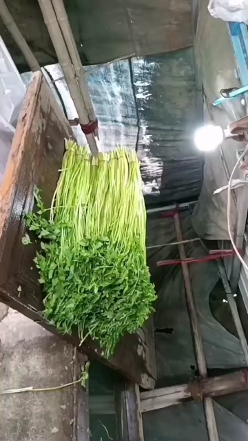 南通水芹