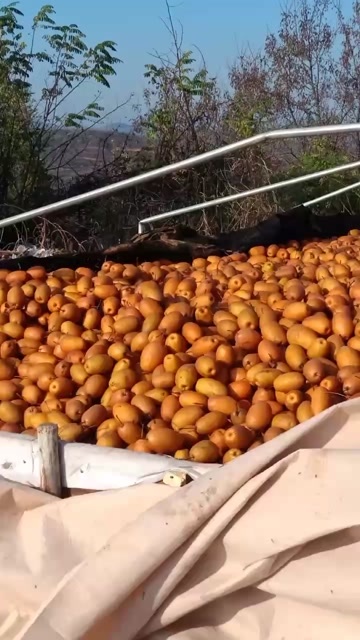 洛宁县优质沙梨