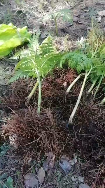 华坪县阴地蕨水洗干货